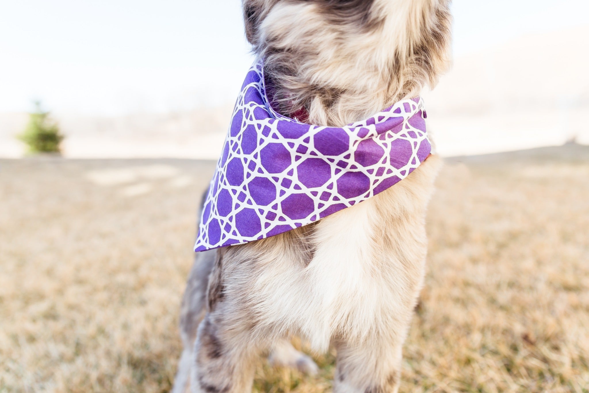 Purple Trellis Reversible Dog Bandana
