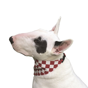 Modern Dog Magazine City Hound Feature