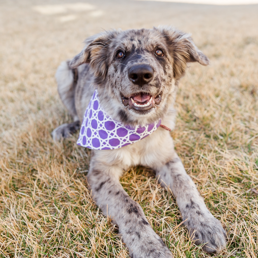 All You Need to Know About Clip-on Reversible Dog Bandanas