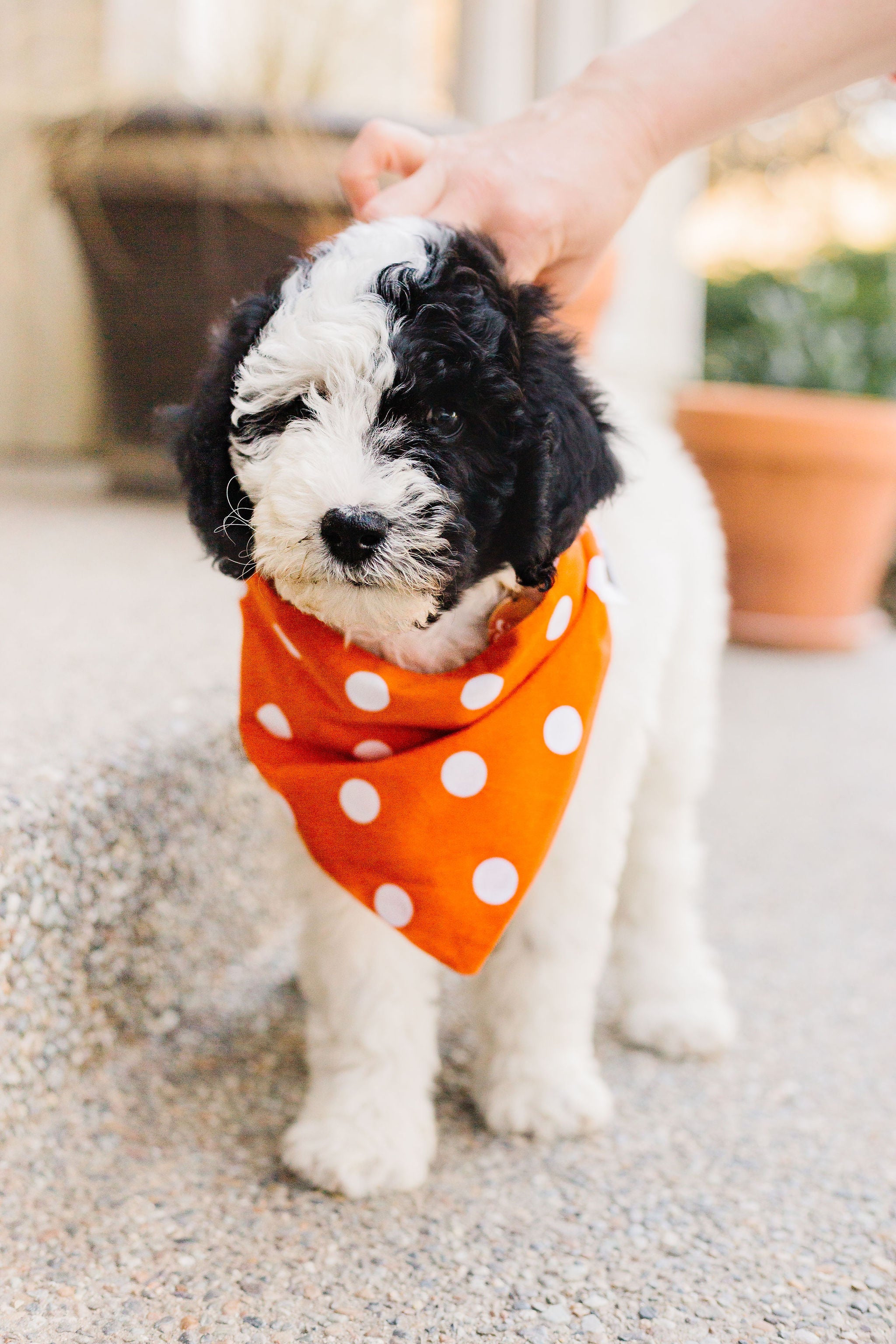 Orange Checkered Reversible Dog Bandana