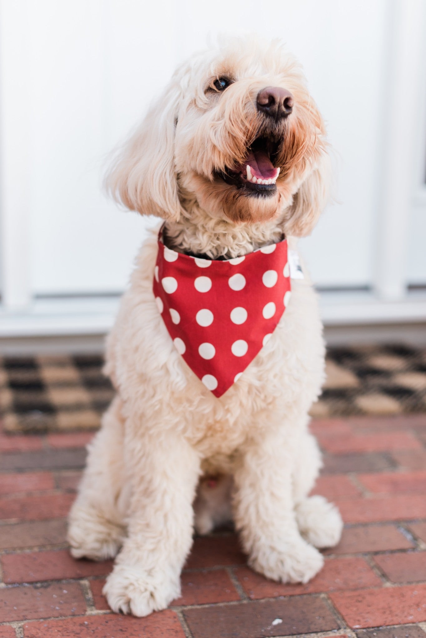 Red Checkered Reversible Dog Bandana