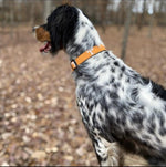 Load image into Gallery viewer, NCAA Dog Collar University of Tennessee Volunteers - Uptown Pups
